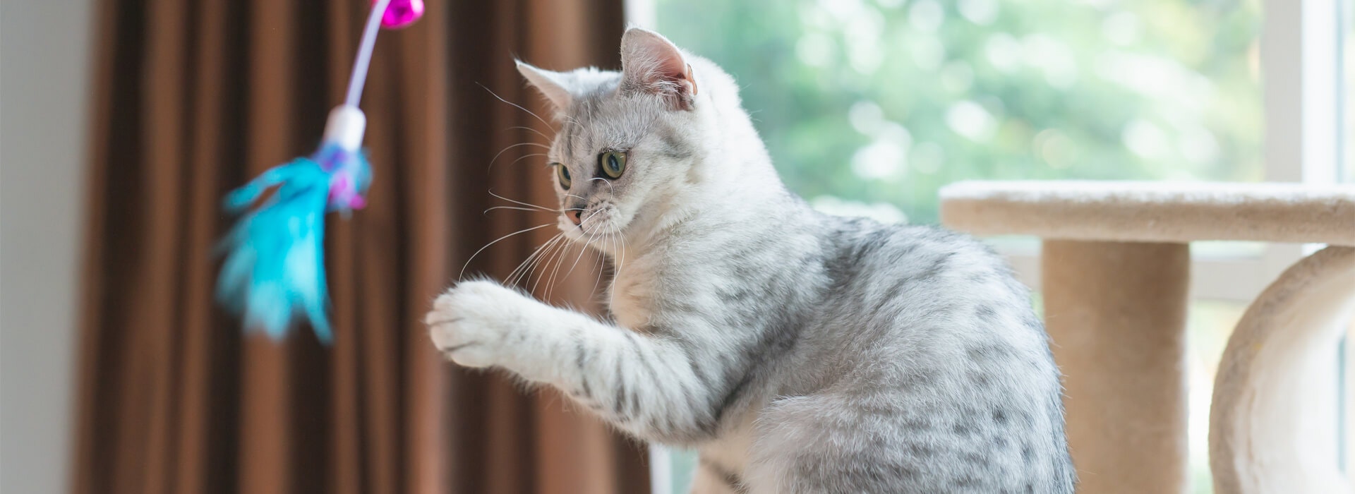 Juegos y entorno Desktop