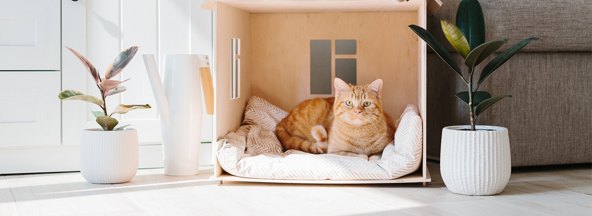 ¿Cómo cuidar un gato? Guía para un hogar seguro y cómodo para tu gato