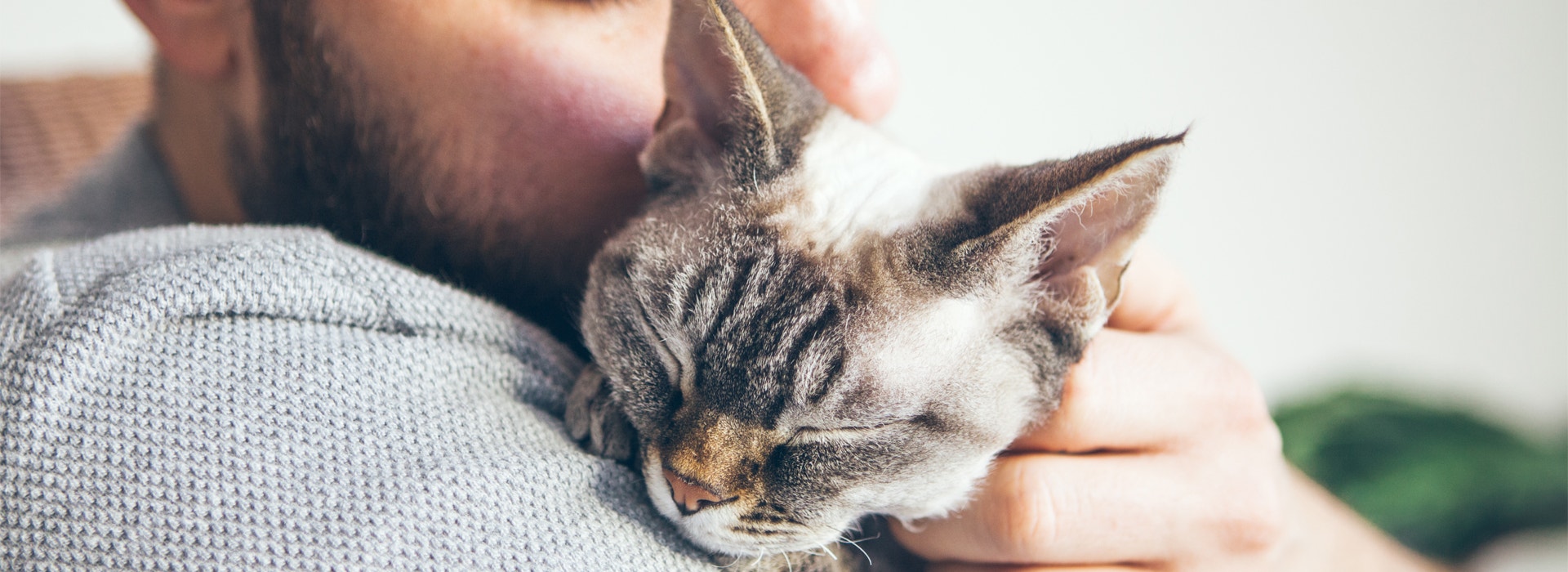 ¡Así debes cuidar a tu gata embarazada!