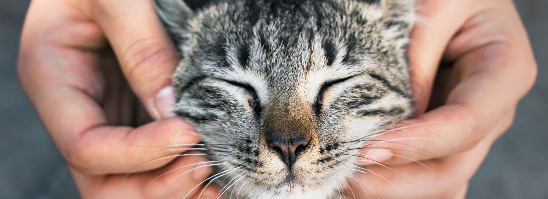 3 tips para bañar a tu gato