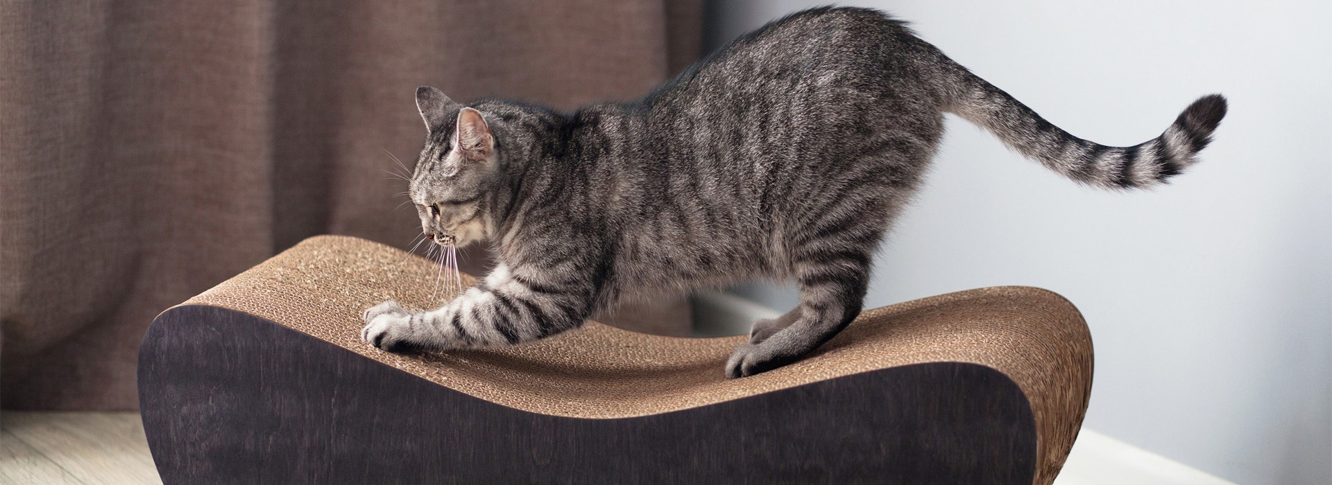 ¿Qué cuidados necesita un gato para evitar que rasque y trepe los muebles o se esconda?