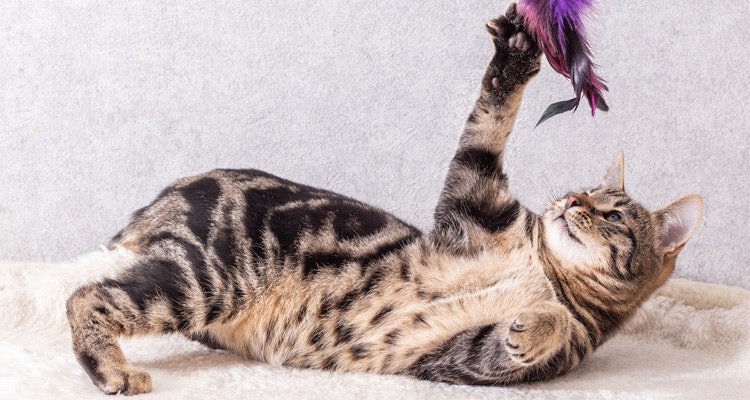 ¿Mitos comunes sobre los gatos?