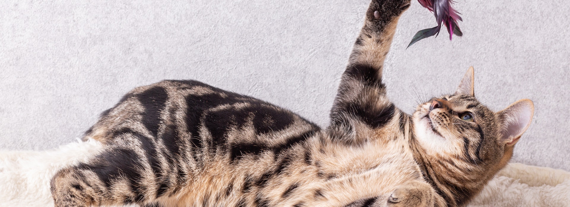 ¿Mitos comunes sobre los gatos?