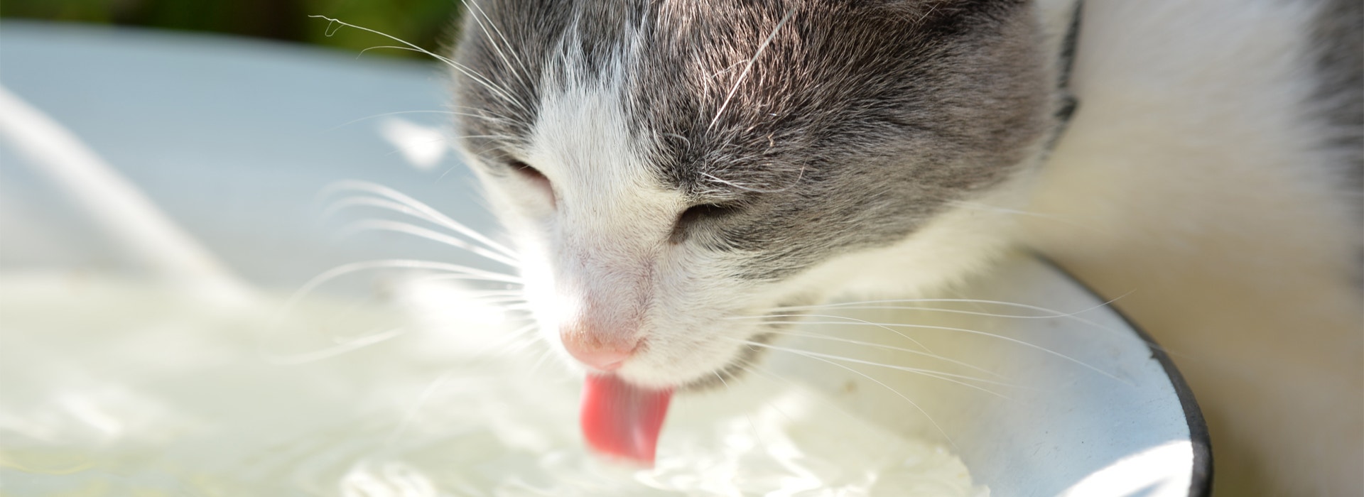 ¡Descubre cuánta agua necesita tomar tu gato!